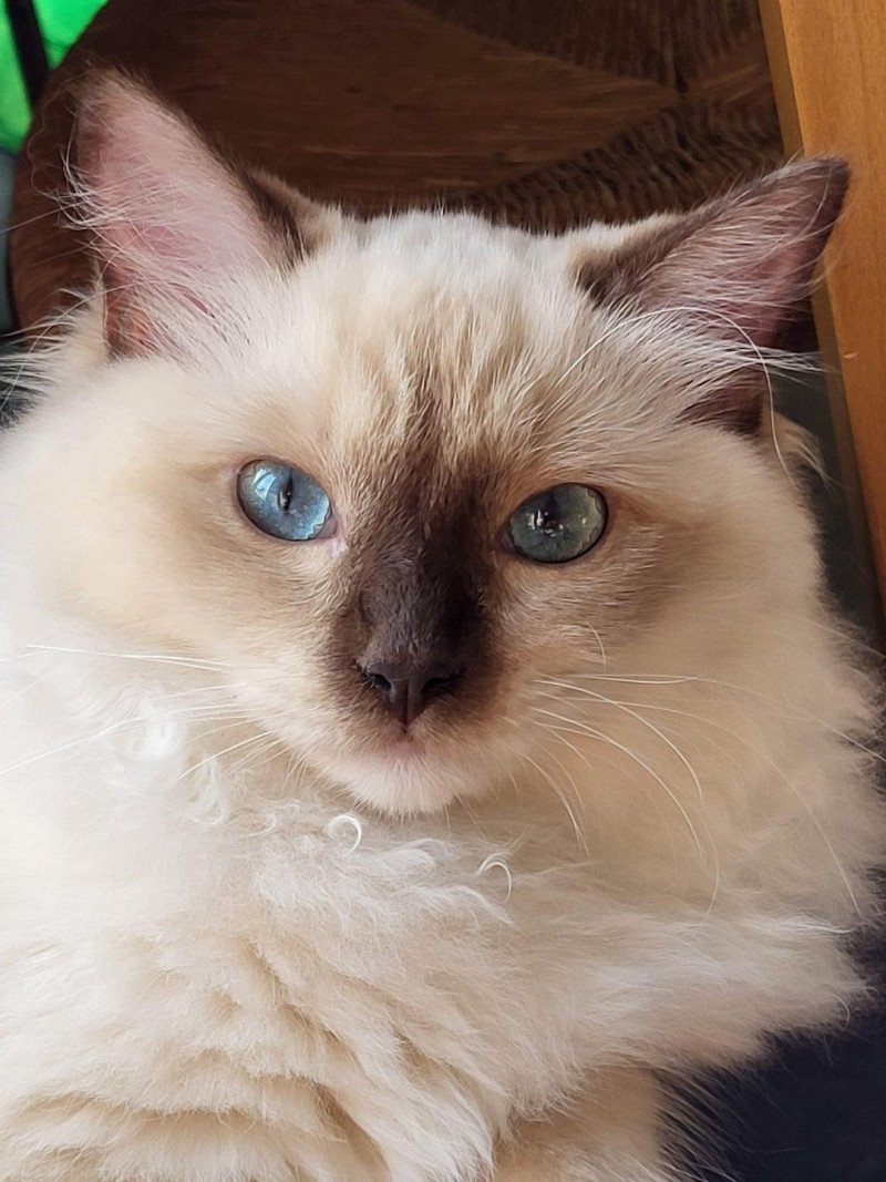 UCHETTE de L'Eden du Gival Femelle Ragdoll