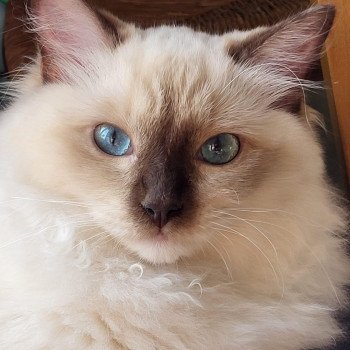 UCHETTE de L'Eden du Gival Femelle Ragdoll