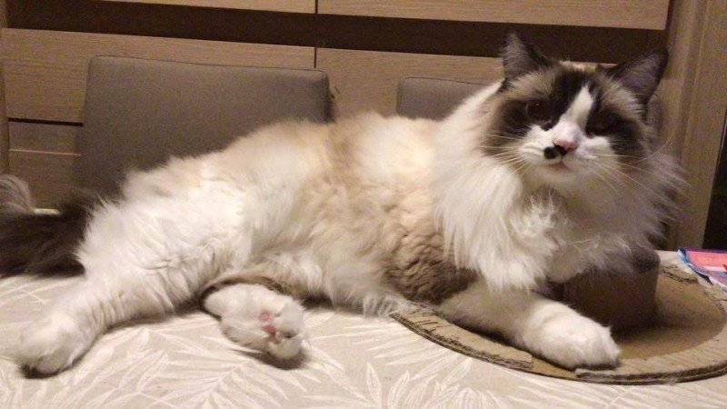 TAHITI de L'Eden du Gival Femelle Ragdoll TAHITI de L'Eden du Gival Femelle Ragdoll