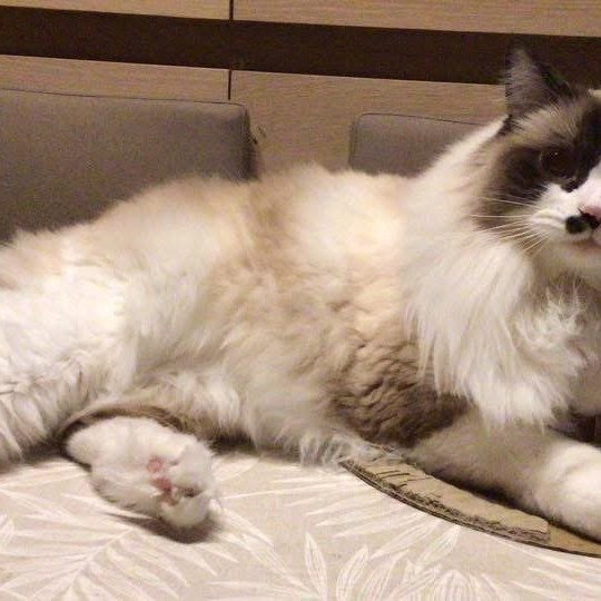TAHITI de L'Eden du Gival Femelle Ragdoll