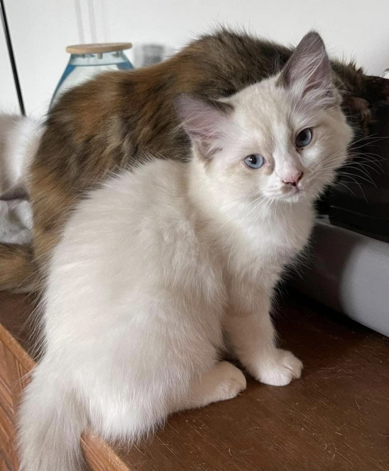 TAHITI de L'Eden du Gival Femelle Ragdoll