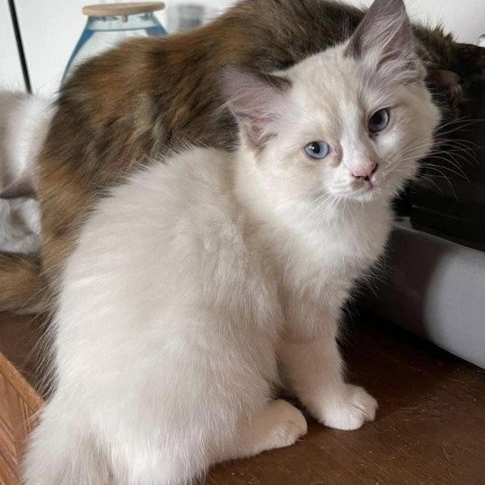 TAHITI de L'Eden du Gival Femelle Ragdoll