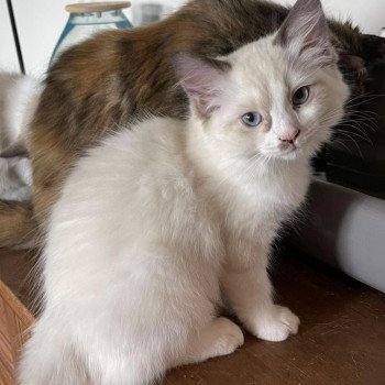 TAHITI de L'Eden du Gival Femelle Ragdoll