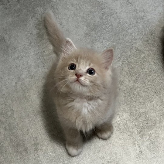 Aïko de L'Eden du Gival Mâle Ragdoll