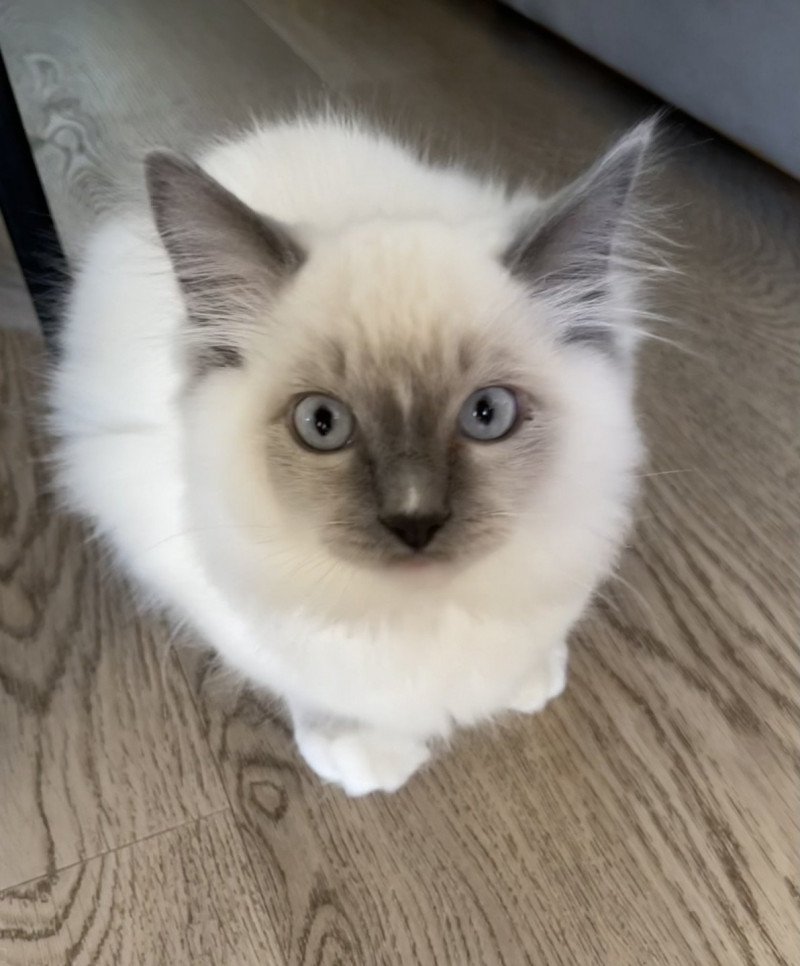SUKI de L'Eden du Gival Mâle Ragdoll SUKI de L'Eden du Gival Mâle Ragdoll