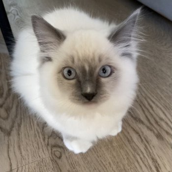 chaton Ragdoll blue point mitted SUKI L'Eden du Gival