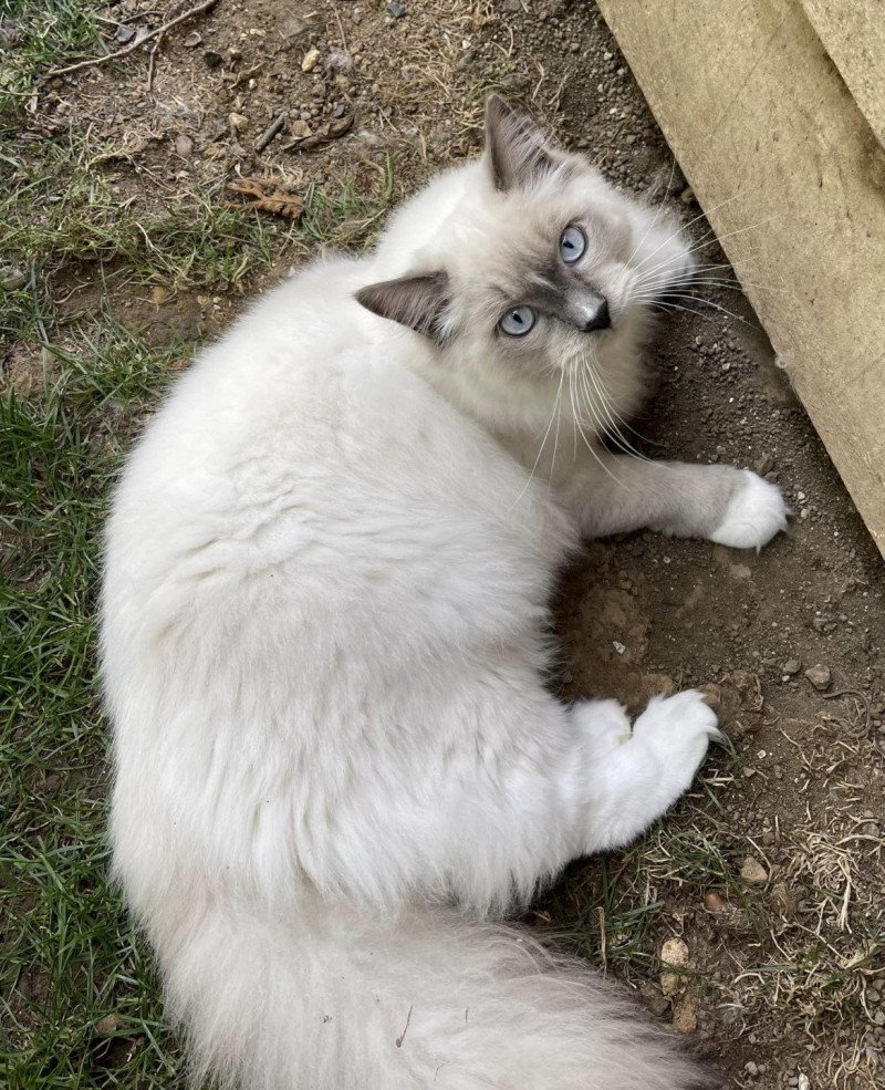 SUKI de L'Eden du Gival Mâle Ragdoll SUKI de L'Eden du Gival Mâle Ragdoll