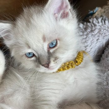 chaton Ragdoll blue tabby point SAM L'Eden du Gival