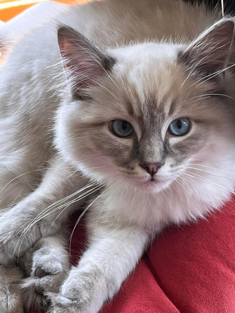 SAM de L'Eden du Gival Mâle Ragdoll SAM de L'Eden du Gival Mâle Ragdoll