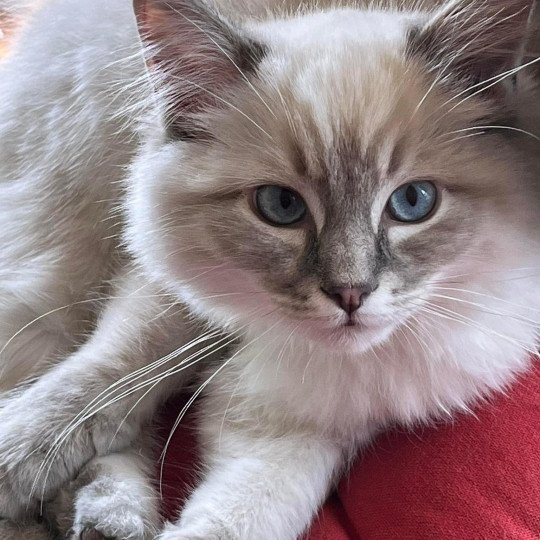 SAM de L'Eden du Gival Mâle Ragdoll