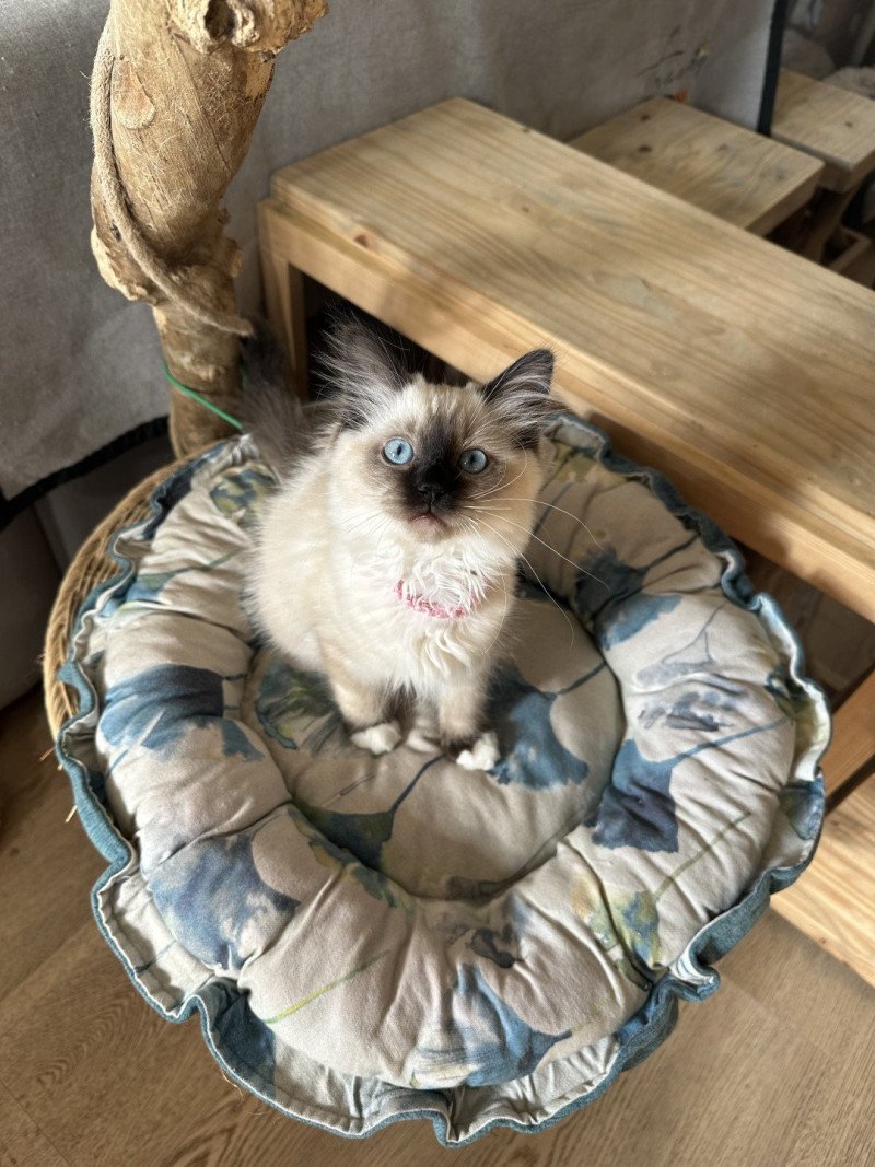 Azura de L'Eden du Gival Femelle Ragdoll