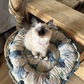chaton Ragdoll seal point mitted Azura EI L'Eden du Gival
