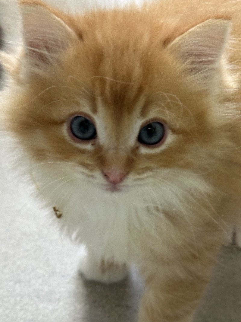 Alfie de L'Eden du Gival Mâle Ragdoll