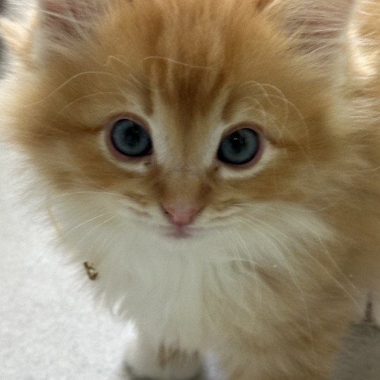 Alfie de L'Eden du Gival Mâle Ragdoll