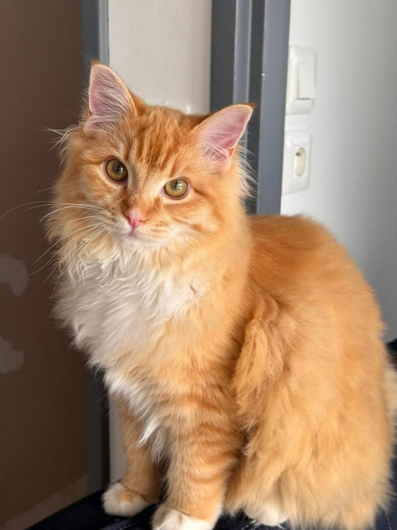 Alfie de L'Eden du Gival Mâle Ragdoll