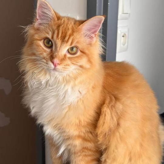 Alfie de L'Eden du Gival Mâle Ragdoll