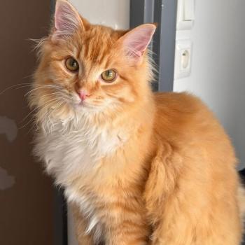 Alfie de L'Eden du Gival Mâle Ragdoll