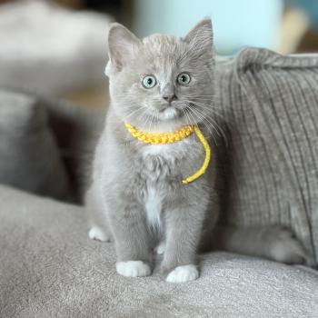 chaton Ragdoll lilac mitted BAKU EI L'Eden du Gival