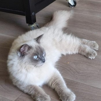 chaton Ragdoll blue mink SHIVA L'Eden du Gival