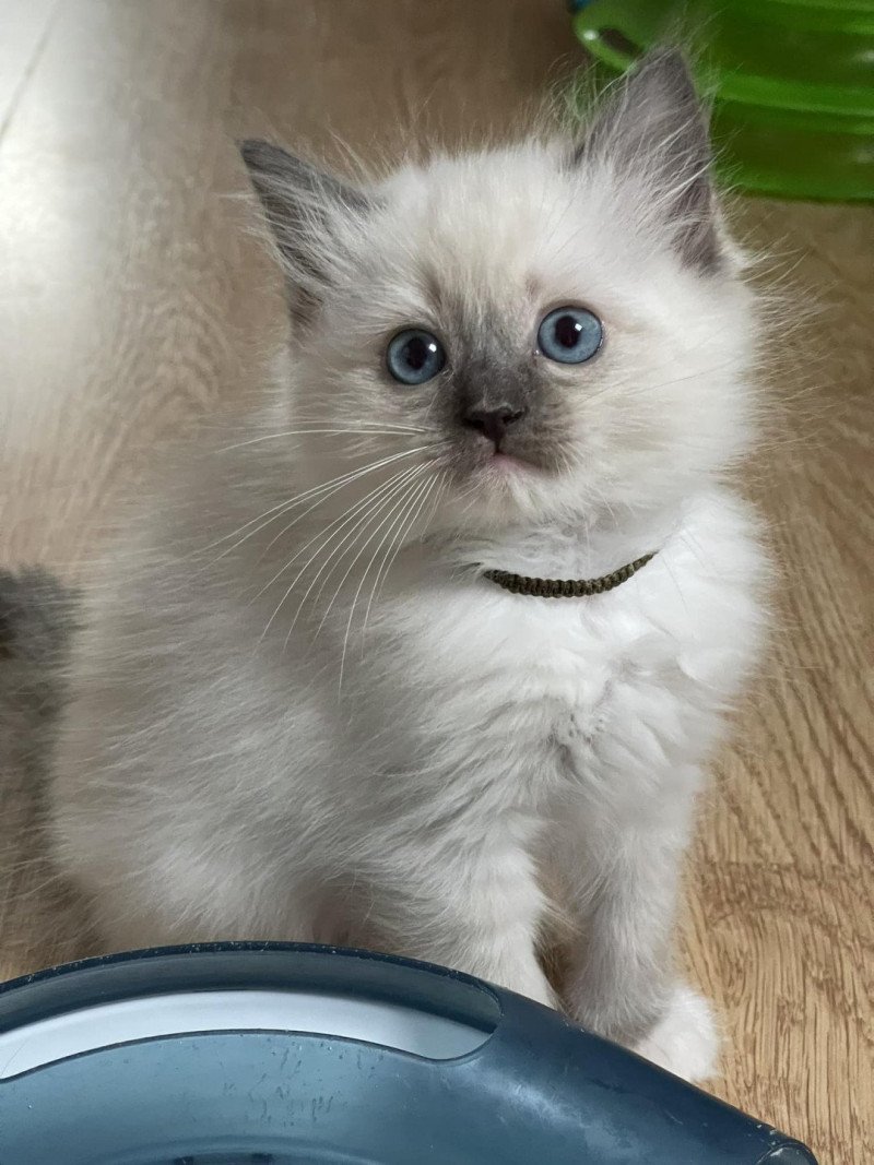 Titi AVRIL de L'Eden du Gival Femelle Ragdoll