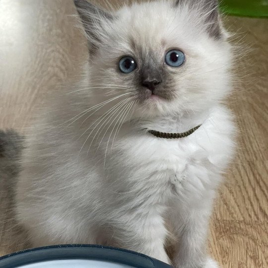 Titi AVRIL de L'Eden du Gival Femelle Ragdoll