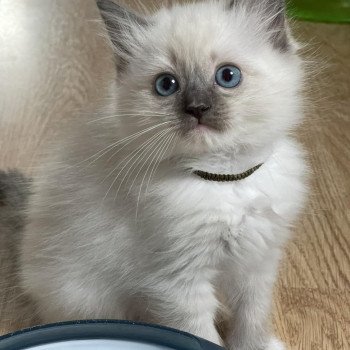 chaton Ragdoll blue point mitted Titi AVRIL L'Eden du Gival