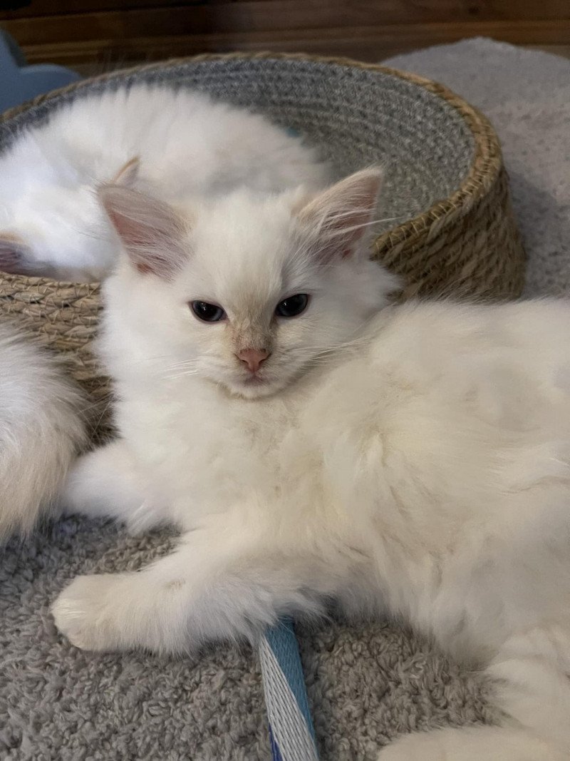 TOULOUSE de L'Eden du Gival Mâle Ragdoll TOULOUSE de L'Eden du Gival Mâle Ragdoll