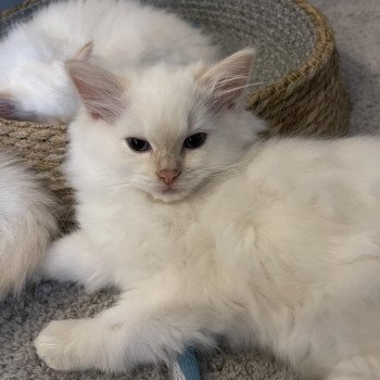 chaton Ragdoll cream point TOULOUSE L'Eden du Gival