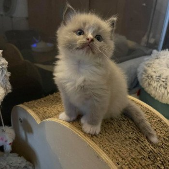 chaton Ragdoll blue mink mitted SIR PATAPOUF L'Eden du Gival