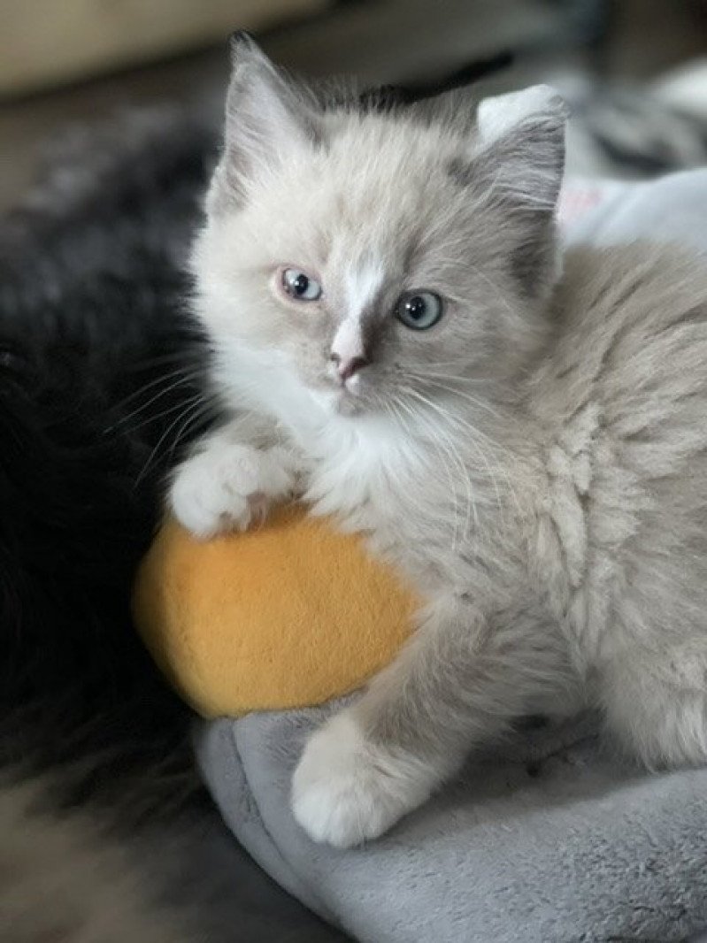 SIR PATAPOUF de L'Eden du Gival Mâle Ragdoll