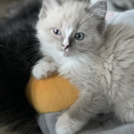 SIR PATAPOUF de L'Eden du Gival Mâle Ragdoll