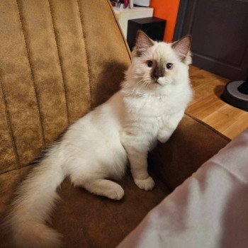 chaton Ragdoll chocolate point mitted UMI EI L'Eden du Gival