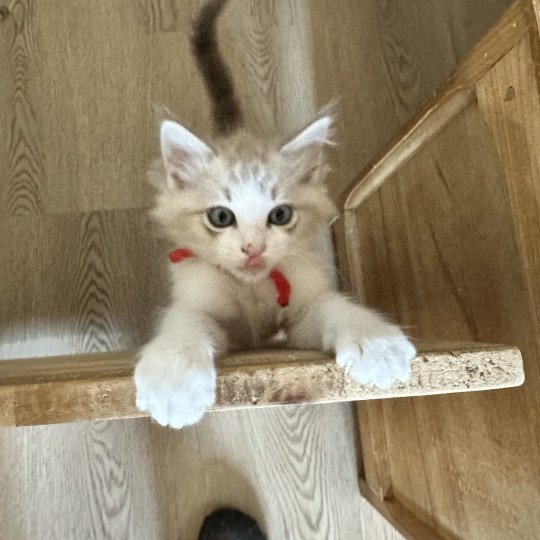 VITO de L'Eden du Gival Mâle Ragdoll