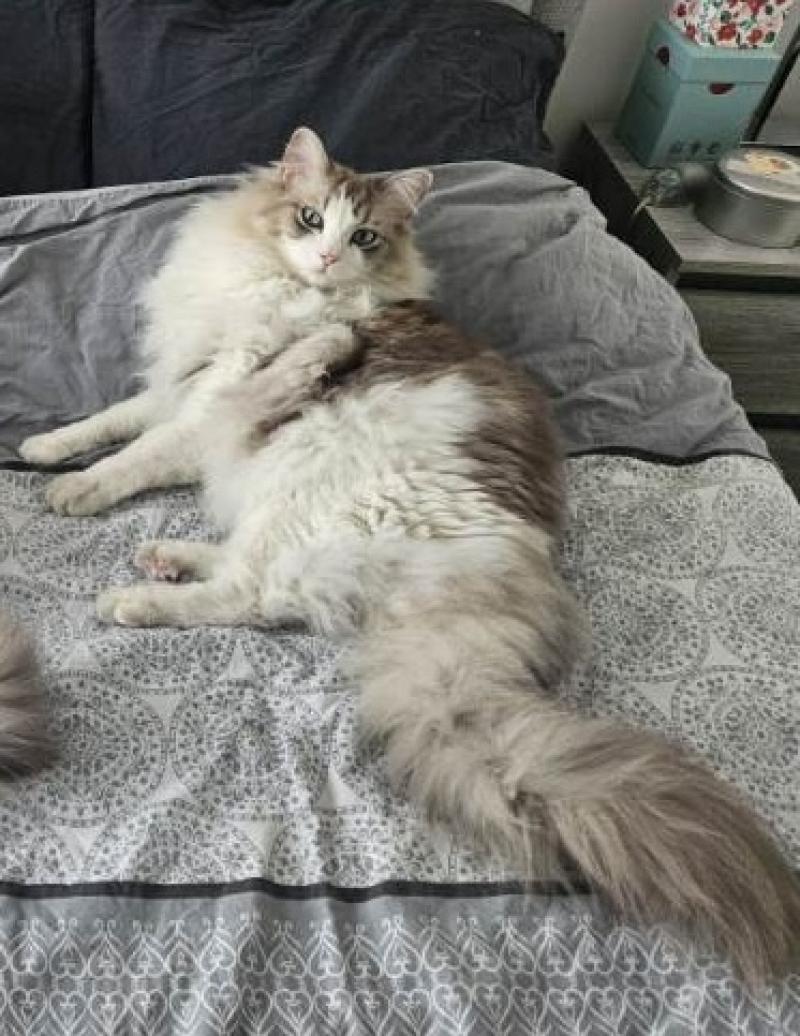 VITO de L'Eden du Gival Mâle Ragdoll
