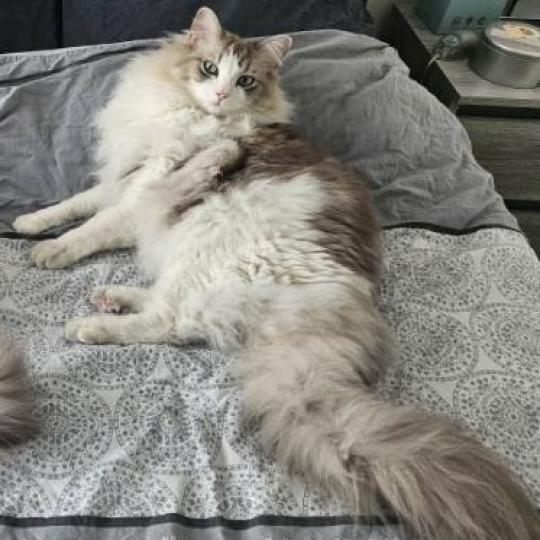 VITO de L'Eden du Gival Mâle Ragdoll