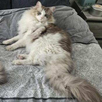 VITO de L'Eden du Gival Mâle Ragdoll