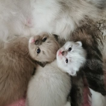 chaton Ragdoll seal mink mitted SEVENTY Les Ragdolls De L'Eden du Gival