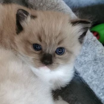 chaton Ragdoll seal mink mitted SEVENTY Les Ragdolls De L'Eden du Gival