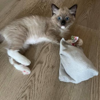 chaton Ragdoll seal mink mitted SEVENTY Les Ragdolls De L'Eden du Gival