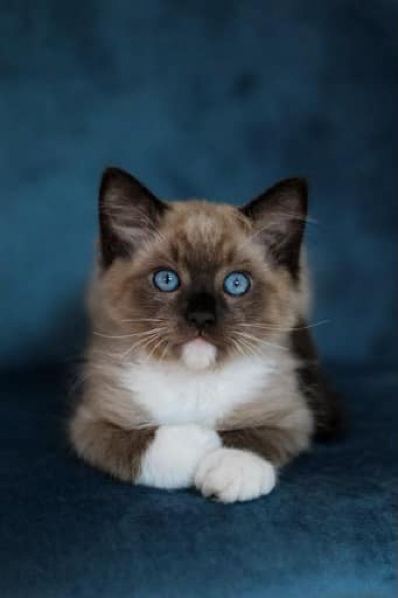 SEVENTY de L'Eden du Gival Mâle Ragdoll SEVENTY de L'Eden du Gival Mâle Ragdoll