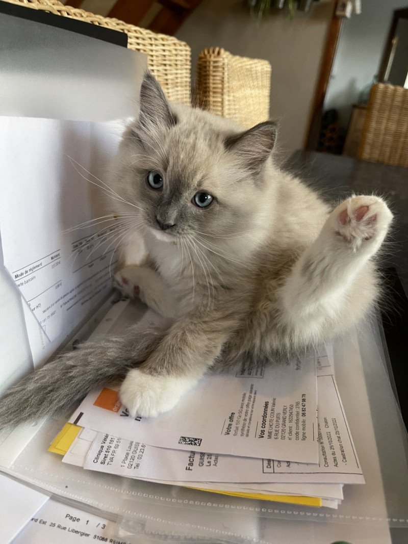 TAO de L'Eden du Gival Mâle Ragdoll TAO de L'Eden du Gival Mâle Ragdoll