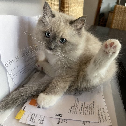 TAO de L'Eden du Gival Mâle Ragdoll