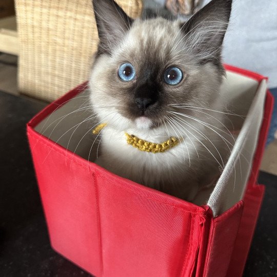 Anko de L'Eden du Gival Mâle Ragdoll