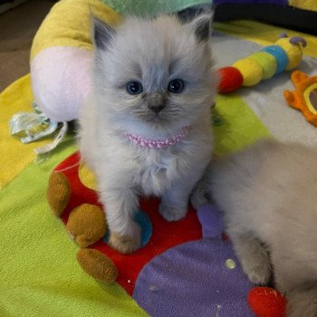 chaton Ragdoll blue mink SEPHORA L'Eden du Gival