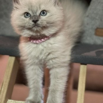 chaton Ragdoll blue mink SEFORA L'Eden du Gival