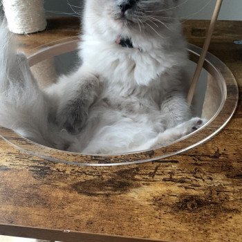 chaton Ragdoll blue mink SEFORA L'Eden du Gival