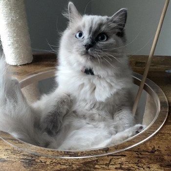 chaton Ragdoll blue mink SEFORA L'Eden du Gival