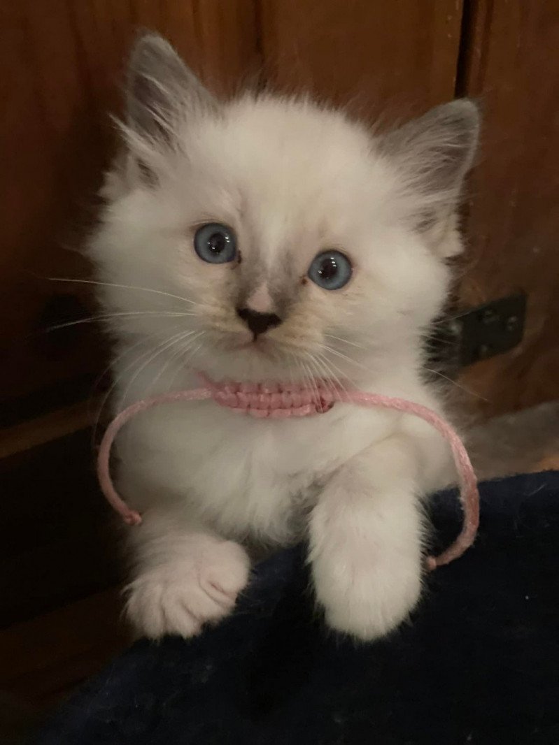 SUZIE de L'Eden du Gival Femelle Ragdoll SUZIE de L'Eden du Gival Femelle Ragdoll