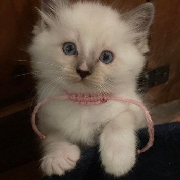 chaton Ragdoll seal point mitted SUZIE L'Eden du Gival