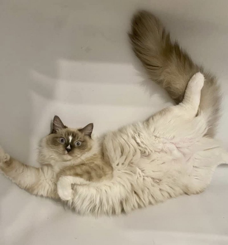 SUZIE de L'Eden du Gival Femelle Ragdoll SUZIE de L'Eden du Gival Femelle Ragdoll